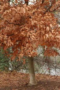 Close-up of autumn tree in forest