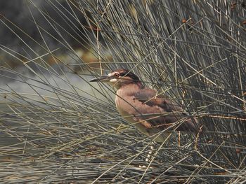 Close-up of bird on plant