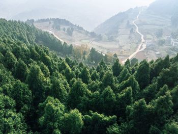 High angle view of trees in forest