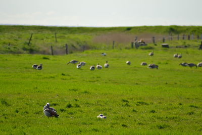 Flock of sheep on grassy field