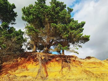 Tree against sky