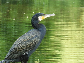 Bird perching on a lake