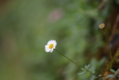 Close-up of flowers blooming outdoors