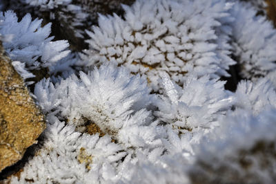 Close-up of frozen plant