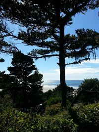 Scenic view of trees against sky