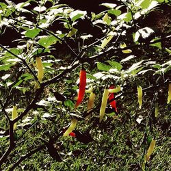 Plant growing on tree