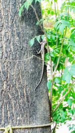 Close-up of tree trunk