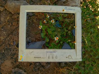 Close-up of plant growing on field