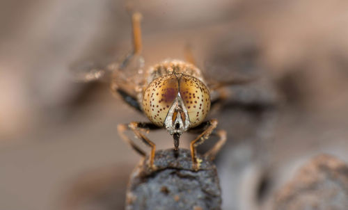 Close-up of insect