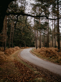 Winding road through a forest in autumnal fall time