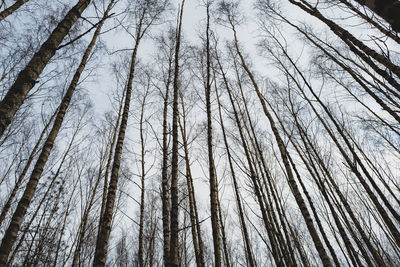 Low angle view of bare  birch trees against sky