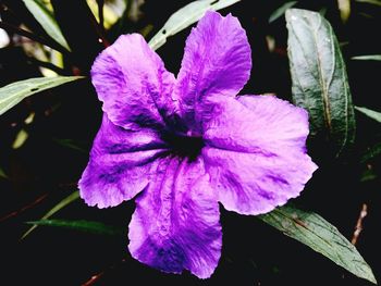 Close-up of purple flower