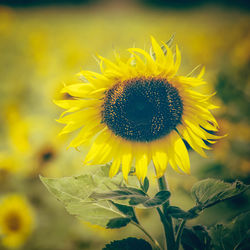 Close-up of sunflower