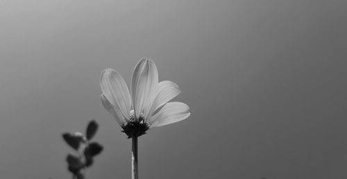 Close-up of white flowering plant against sky