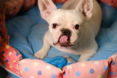 Close-up portrait of dog at home