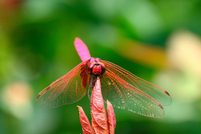 Close-up of insect on flower