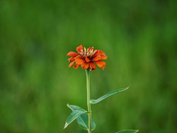 Close-up of orange flowering plant