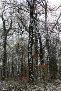 Bare trees in forest during winter