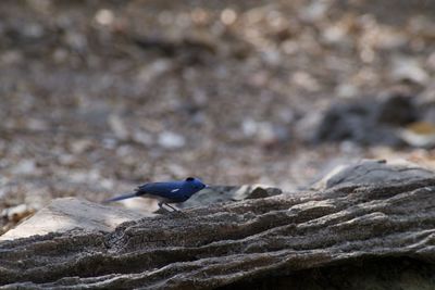 Close-up of bird perching on rock
