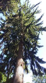 Low angle view of tree in forest