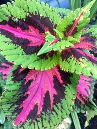 Full frame shot of leaves