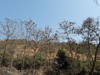 Trees in forest against clear sky