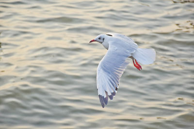 Close-up of swan on water