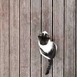 Close-up of cat on wooden boardwalk