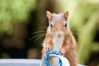 Close-up of squirrel