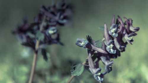 Close-up of plant against blurred background