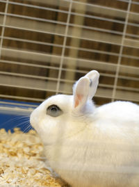 Close up of a pet rabbit in a cage