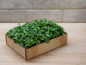 Fresh microgreens. sprouts of radish microgreens in the box
