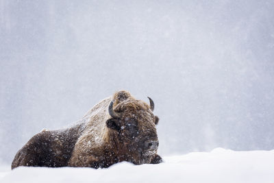 View of an animal on snow covered land