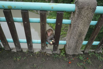 High angle view of monkey infant on footbridge railing over river in forest