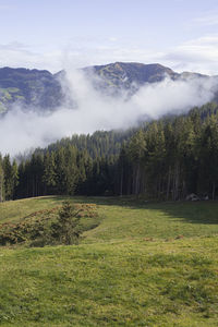 Scenic view of trees on field against sky
