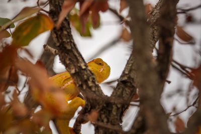 Low angle view of bird perching on tree