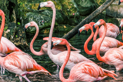 Flamingos in a lake