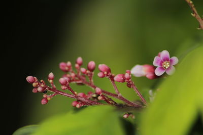 Close-up of pink flowering plant