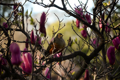 Low angle view of bird perching on tree