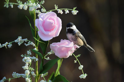 Black-headed chickadee on a rose