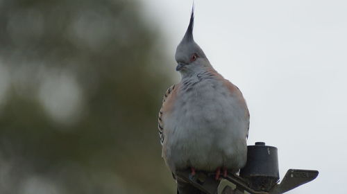 Low angle view of a bird