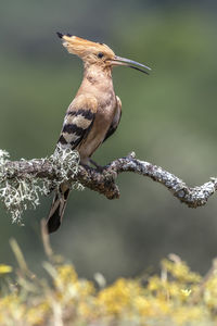 Close-up of hoopoe perching on branch