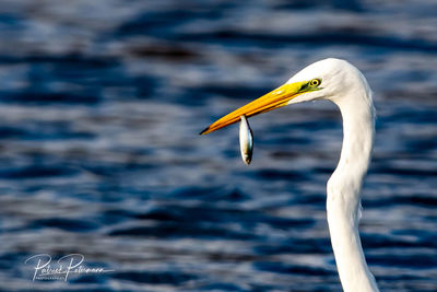 Close-up of a bird