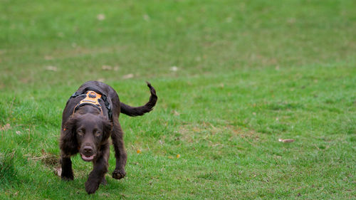 Portrait of black dog on land