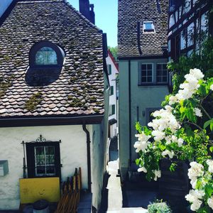 Flowers on house window