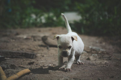 Portrait of dog standing on land