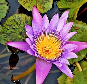 Close-up of lotus water lily