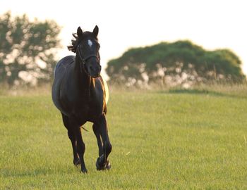 Horse on field