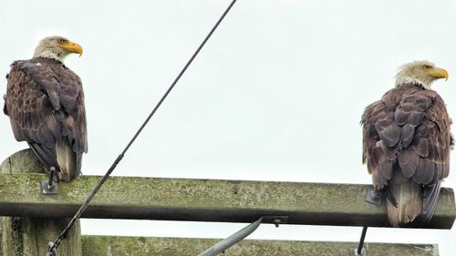 Bird perching on stone against sky