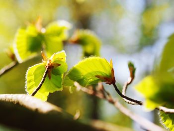 Close-up of leaves on twig